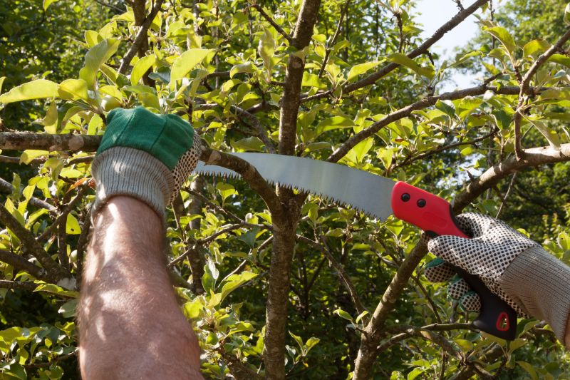 Elm Tree Removal in Doylestown, PA