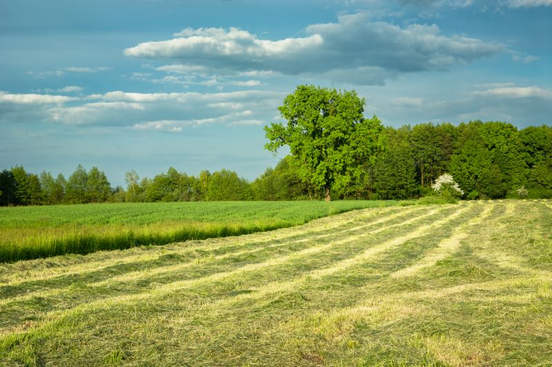 Pasture Clearing in Atlanta, GA